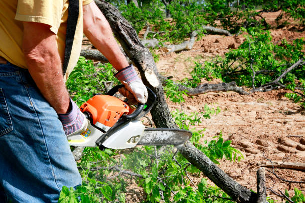 Reliable Lake Clarke Shores, FL  Tree Services Solutions